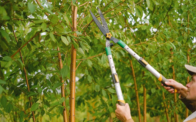 Tree trimming in Burkeville, VA