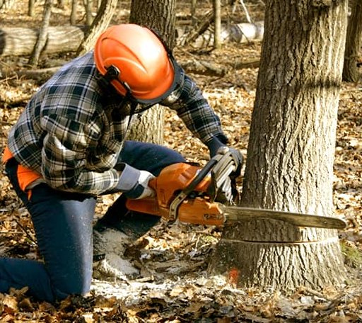 Tree Removal in Burkeville, VA